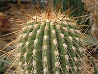 Echinopsis atacamensis (fam Cactacees) (Argentine, Bolivie, Perou) (3) (Photo F. Mrugala)